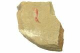 Soft-Bodied Fossil Aglaspid (Tremaglaspis) With Pos/Neg #270143-4